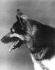 Angolucio's Avatar