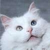 micco's Avatar