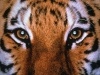 mubenbaxxe's Avatar