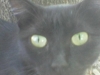 oxmayagwmcoxx's Avatar