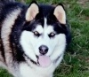 oxnufaus's Avatar