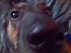 pinguinozumgo's Avatar